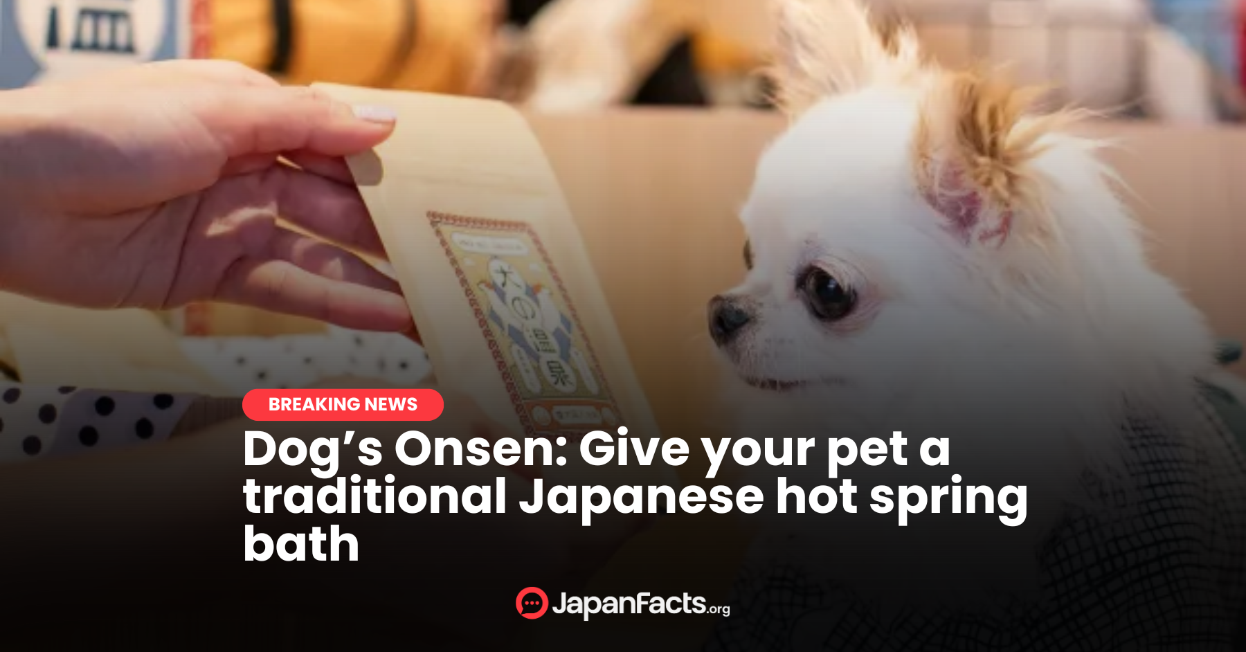 Doggy Onsen Delight