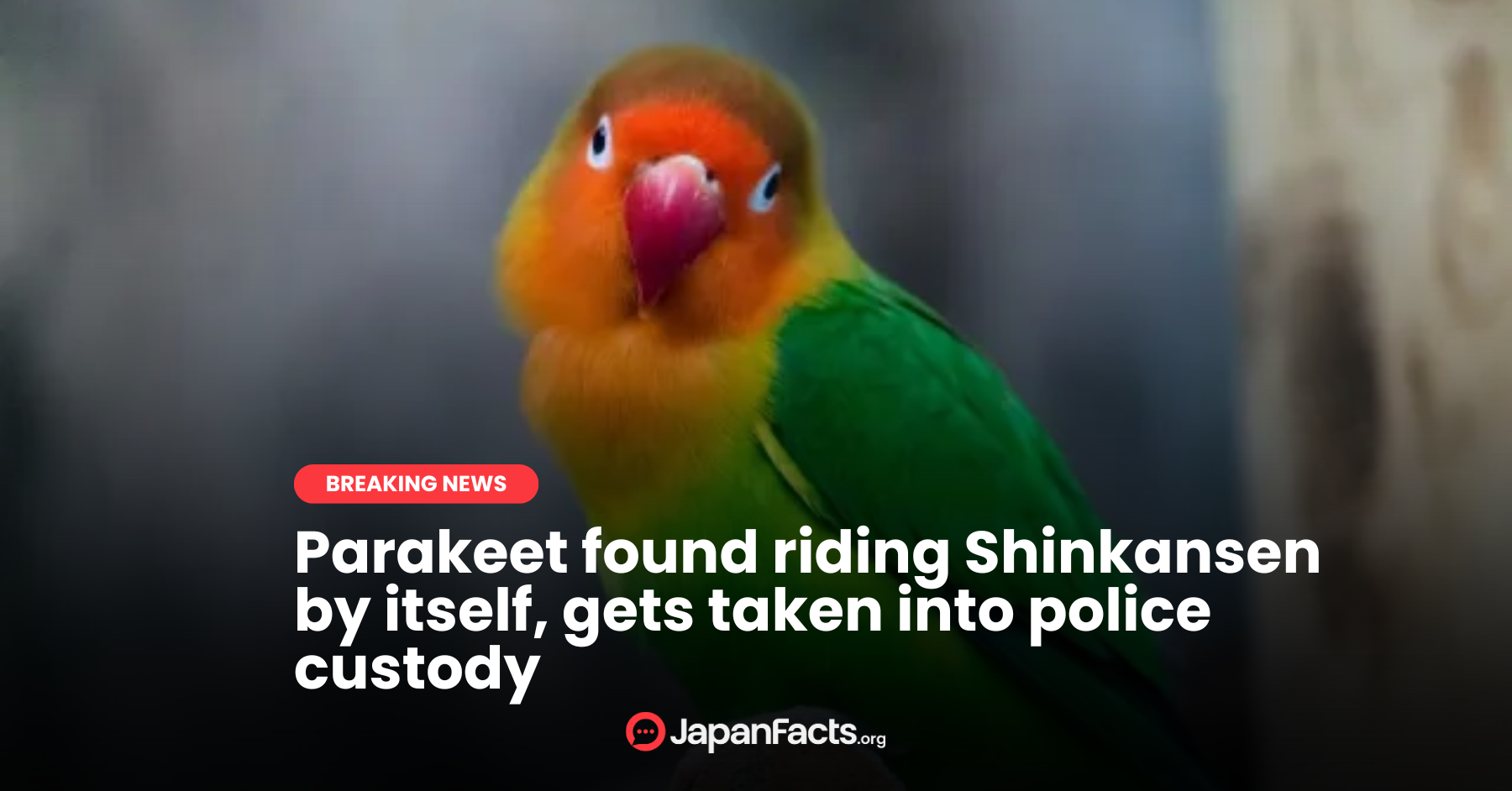 Parakeet Rides Shinkansen Solo