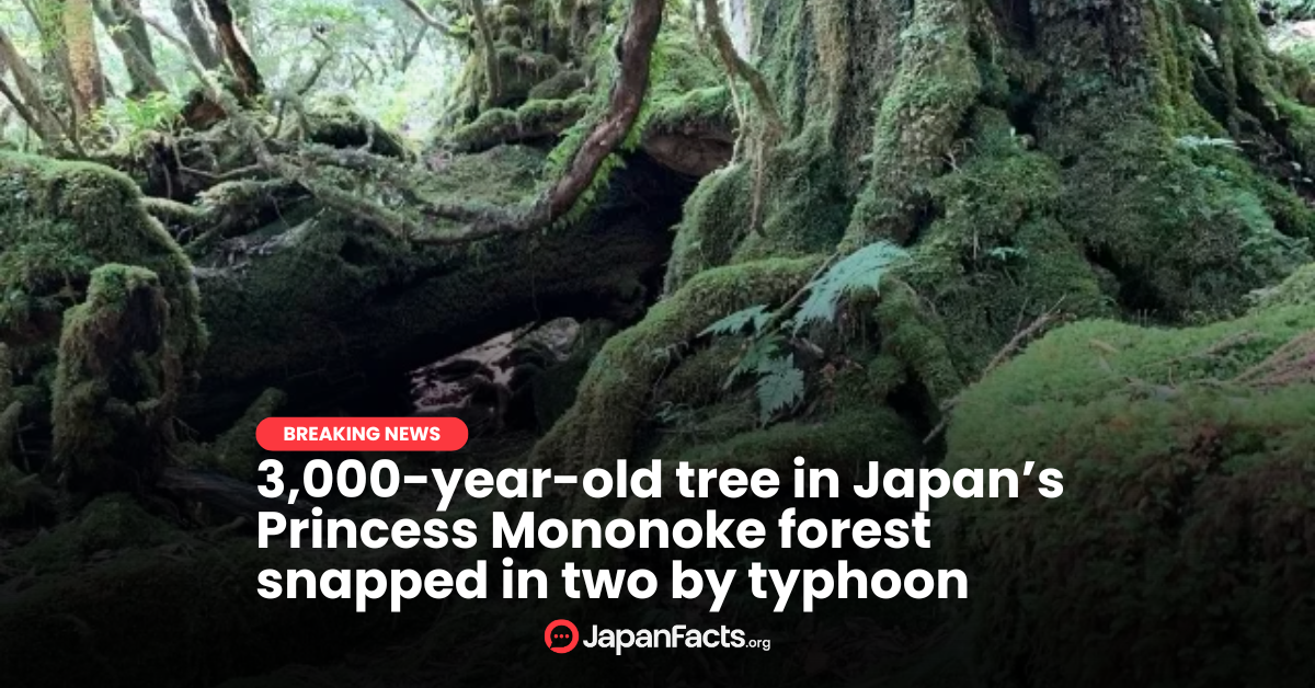 Ancient Tree Snapped by Typhoon